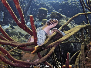 swimming at the top of the reef  i found the turtle hangi... by Christopher Lynch 